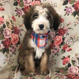Bernedoodle Puppy Tianna