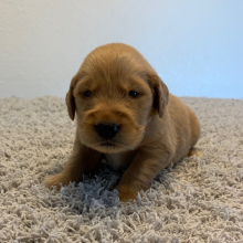 Golden Retriever Puppy Jack