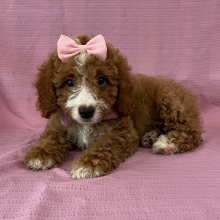 Cavapoo Puppy Grace
