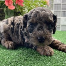 Cockapoo Puppy Zenia