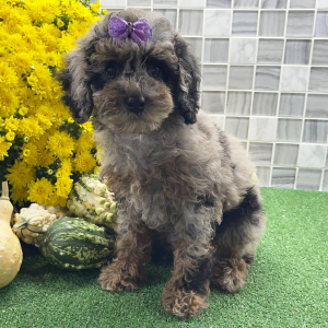Cockapoo Puppy Zenia