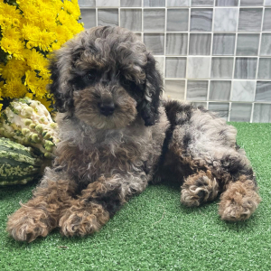 Cockapoo Puppy Zenia