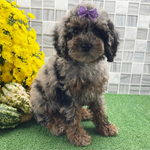 Cockapoo Puppy Zenia