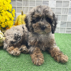 Cockapoo Puppy Zenia