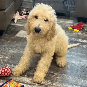 Goldendoodle Puppy Aubrey