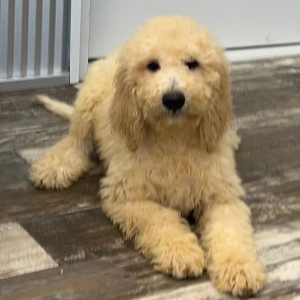 Goldendoodle Puppy Aubrey