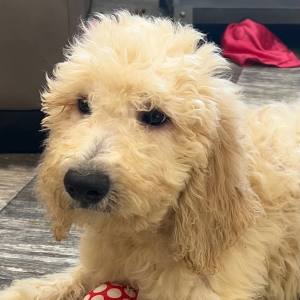 Goldendoodle Puppy Aubrey