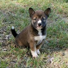 Shiba Inu Puppy Kiara