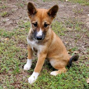 Shiba Inu Puppy Kiara