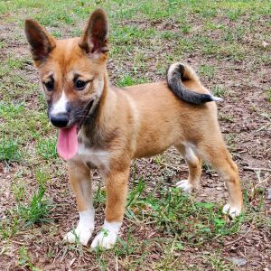 Shiba Inu Puppy Kiara