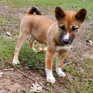 Shiba Inu Puppy Kiara