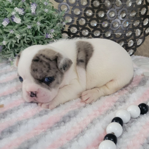French Bulldog Puppy Nelly