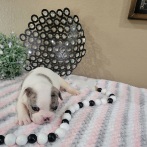 French Bulldog Puppy Nelly