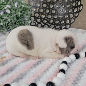 French Bulldog Puppy Nelly