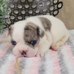French Bulldog Puppy Nelly