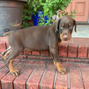 Doberman Pinscher Puppy Sig