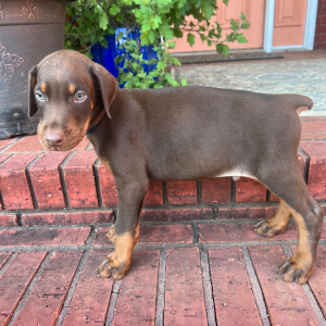 Doberman Pinscher Puppy Sig