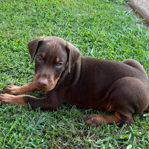 Doberman Pinscher Puppy Sig