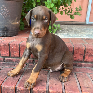Doberman Pinscher Puppy Sig