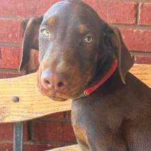 Doberman Pinscher Puppy Sig