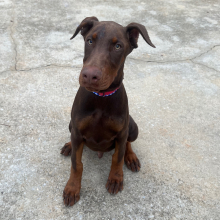 Doberman Pinscher Puppy Sig
