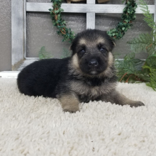 German Shepherd Dog Puppy Bella