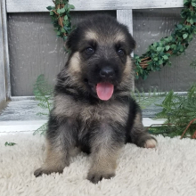 German Shepherd Dog Puppy Bella
