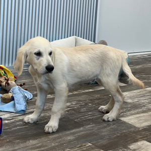 Golden Retriever Puppy Darby