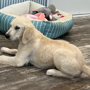 Golden Retriever Puppy Darby