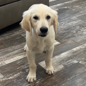 Golden Retriever Puppy Darby