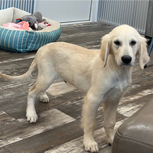 Golden Retriever Puppy Darby
