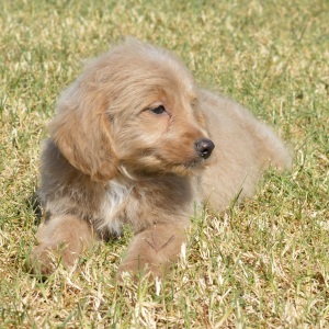 Goldendoodle Puppy Morgan