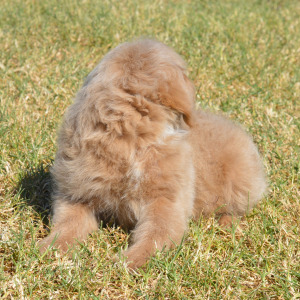 Goldendoodle Puppy Morgan