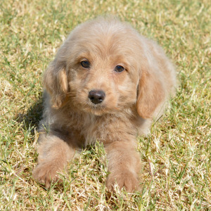 Goldendoodle Puppy Morgan