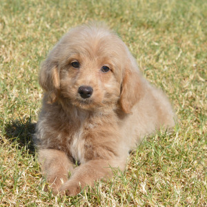 Goldendoodle Puppy Morgan