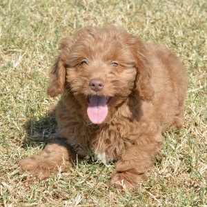 Goldendoodle Puppy Maverick