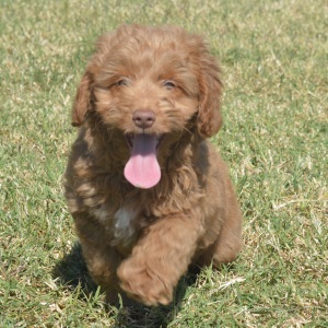 Goldendoodle Puppy Maverick