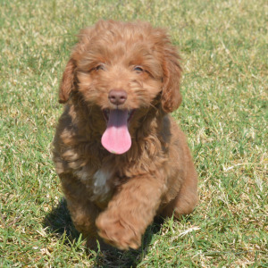 Goldendoodle Puppy Maverick
