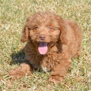 Goldendoodle Puppy Maverick