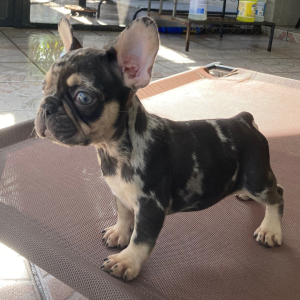 French Bulldog Puppy Pikachu