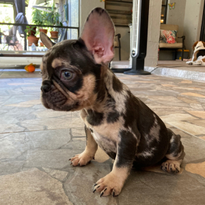 French Bulldog Puppy Pikachu