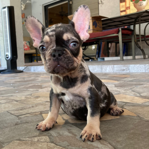 French Bulldog Puppy Pikachu