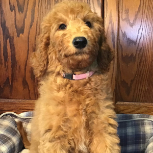 Goldendoodle Puppy Tinker