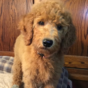 Goldendoodle Puppy Tinker