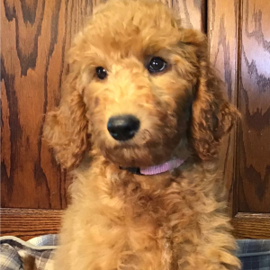 Goldendoodle Puppy Tinker