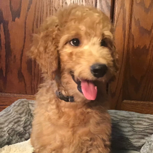 Goldendoodle Puppy Tinker