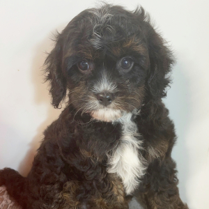 Cavapoo Puppy Ace