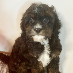 Cavapoo Puppy Ace