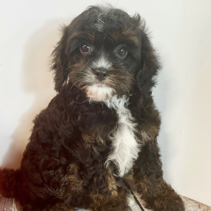 Cavapoo Puppy Ace