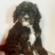 Cavapoo Puppy Ace